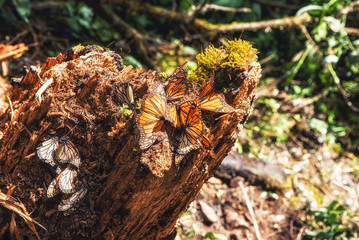 Obraz premium monarch Butterfly Biosphere Reserve, Michoacan,Mexico