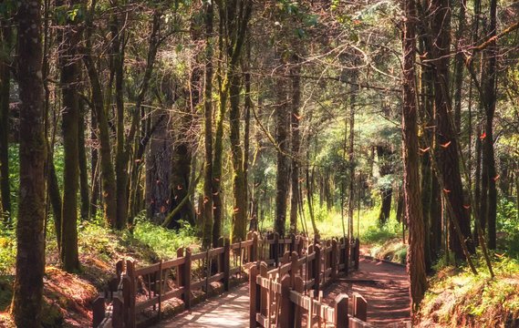Monarch Butterfly Biosphere Reserve