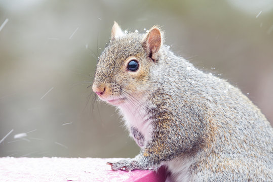 chubby grey squirrel in a minnesota snow storm on a bird feeder. 