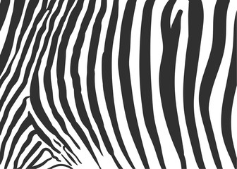 Fototapeta na wymiar zebra texture black and white pattern background vector illustration