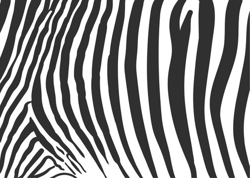zebra texture black and white pattern background vector illustration