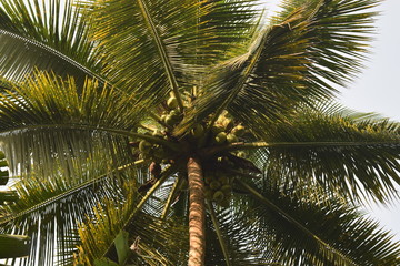 Obraz premium fruitful coconut trees by the river