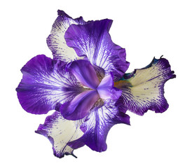 Blue flowers iris isolated on white background