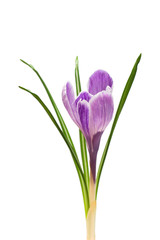 Fototapeta na wymiar Beautiful crocus flower isolated on white background. The first spring flowers. Family iris, violet croci. Flat lay, top view