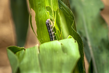 A worm eating leaf corn