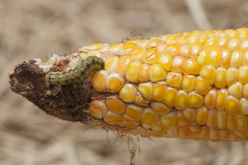 A worm eating the corn