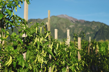 Fototapeta na wymiar chili trees are bushy
