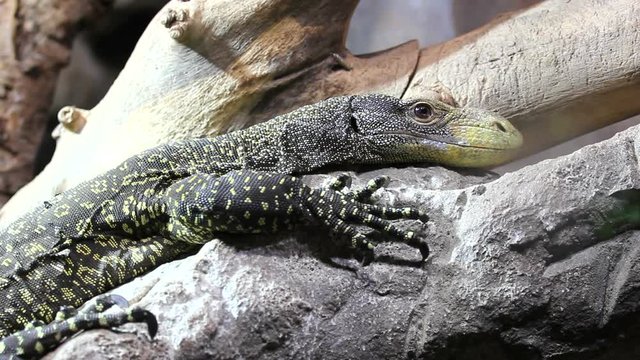 Green monitor lizard resting in a tree