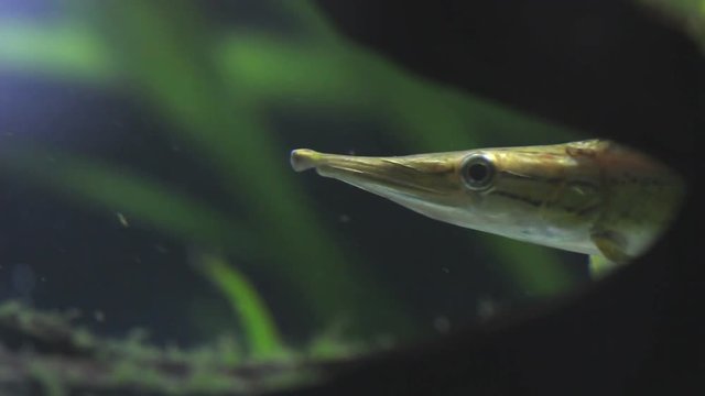 Nasenfisch Bilder Durchsuchen 1,092 Archivfotos, und