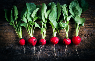 fresh radish collected from the garden