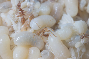 Red Ants eggs for cooking is very delicious, Thailand

