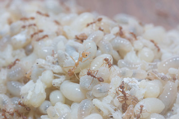 Red Ants eggs for cooking is very delicious, Thailand
