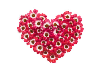 Obraz na płótnie Canvas Heart made from flowers of cineraria isolated on white background. Flat lay, top view