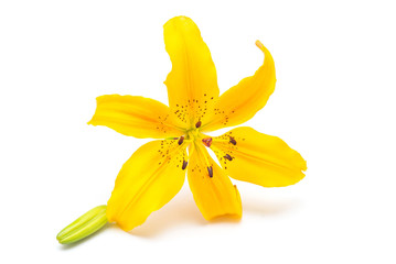Yellow lily flower with buds isolated on a white background. Flowers resembles a starfish. Easter....