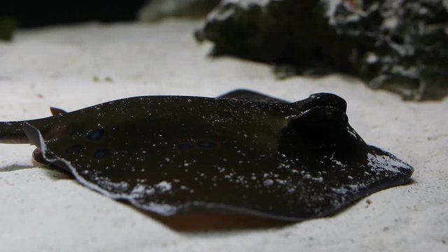 Stingray on the bottom of water