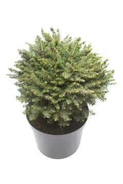Branches and bush. Spruce Picea Omorika Karel isolated on white background. Conifers. Christmas tree. New Year. Flat lay, top view