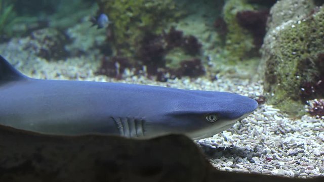 Head detail of shark underwater