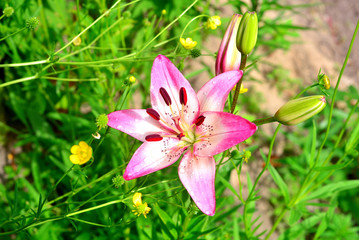 Beautiful pink lily flowers bud close-up on a soft green background outdoors in the garden. Spring, nature. Flat lay, top view