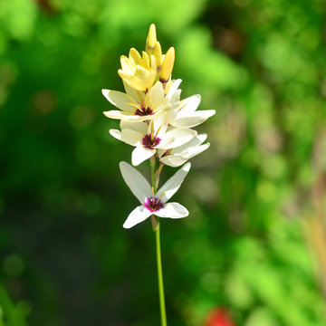 Beautiful white Ixia flowers fresh on a morning green background. Soft blue and green background, space for text, texture. Nature, easter