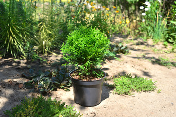 Thuja occidentalis danica in garden stands in a pot against the background of other plants and flowers. Coniferous trees