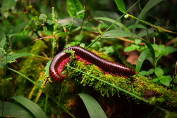 a millipede animal is crawling on the ground
