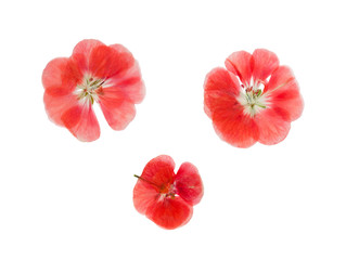 Pressed and dried pink flowers geranium (pelargonium), isolated on white