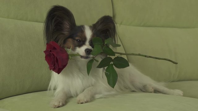 Dog Papillon keeps red rose in his mouth in love on valentines day stock footage video