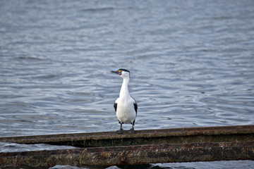pied cormorant