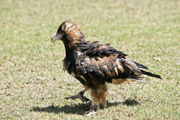 black breasted buzzard