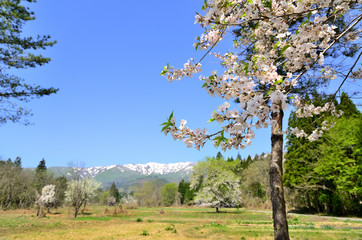 桜　残雪の朝日連峰を望む　山形県釜の越桜付近より
