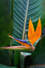 Plant Strelitzia with exotic orange flower - Bird of Paradise. Official flower of Los Angeles.