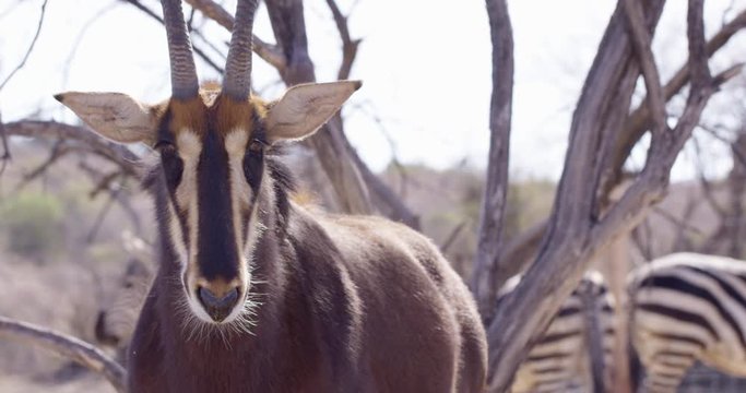 Sable antelope looking directly into camera - slow motion