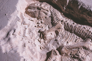 Skeleton of dinosaur. Tyrannosaurus Rex simulator fossil in ground stone.