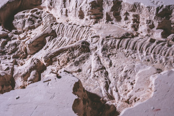Skeleton of dinosaur. Tyrannosaurus Rex simulator fossil in ground stone. © ronnarong