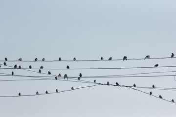 birds on wire