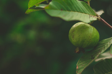 green figs on a tree