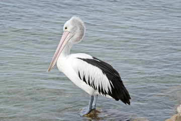 Fototapeta na wymiar Australian pelican