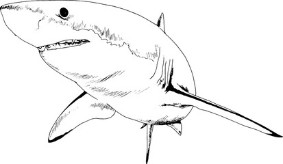 great white shark drawn in ink freehand sketch logo - obrazy, fototapety, plakaty