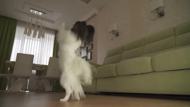 Dog Papillon walks on its hind legs and dances in living room stock footage video