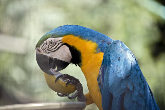 A blue and gold macaw