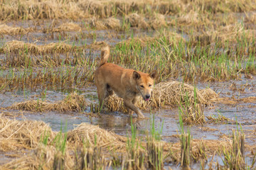 Dog walking on the fields.