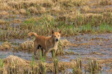 Dog walking on the fields.