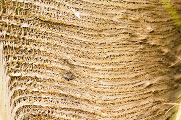 closeup of a rope texture