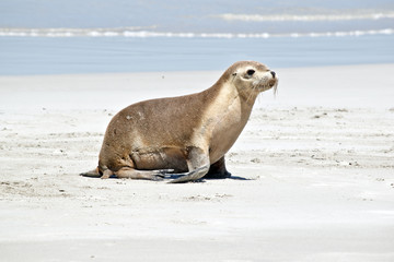 Naklejka premium sea lions
