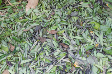background of green leaves
