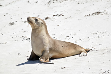 a sea lion