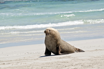 Naklejka premium sea lion