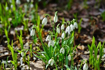 Tiny snowdrop galanthus flowers in bloom emerge through the ground in spring