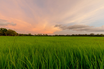 Fototapeta na wymiar Twilight sky over rice field with romantic time. Pure rural atmosphere