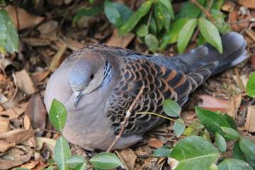 落ち葉の上で休む鳩(静岡県)
